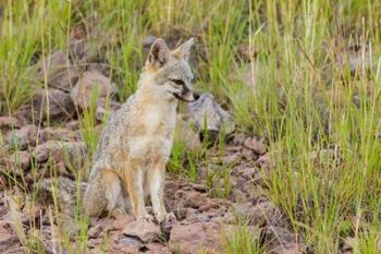 Gray Fox On A Hillside | Obraz na stenu