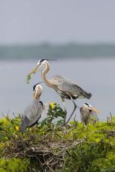 Great Blue Heron and Chicks | Obraz na stenu