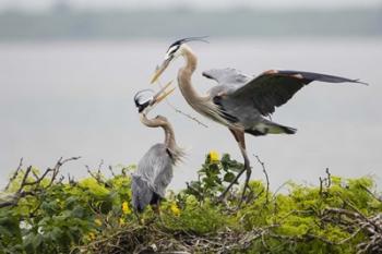 Great Blue Heron (Ardea herodias) | Obraz na stenu