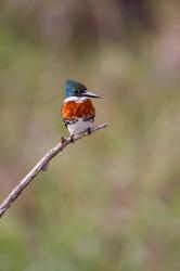 Green Kingfisher On A Hunting Perch | Obraz na stenu