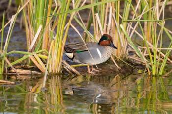 Green-Winged Teal Resting In Cattails | Obraz na stenu