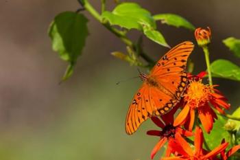 Gulf Fritillary Butterfly On Flowers | Obraz na stenu