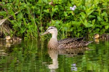 Mottled Duck Hen And Young Feeding | Obraz na stenu