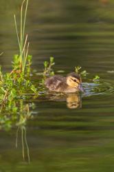 Mottled Duckling In A Pond | Obraz na stenu
