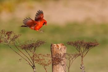 Northern Cardinal Landing On A Perch | Obraz na stenu