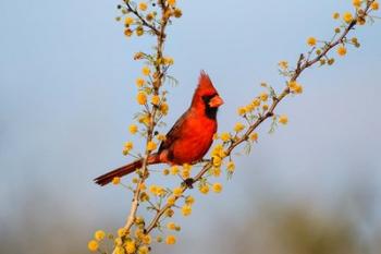 Northern Cardinal Perched In A Blooming Huisache Tree | Obraz na stenu