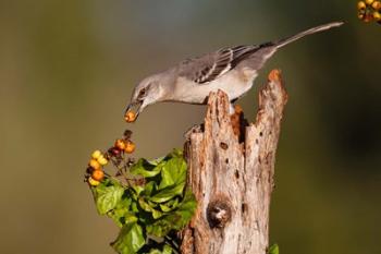Northern Mockingbird Feeding On Anaqua Berries | Obraz na stenu