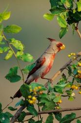 Pyrrhuloxia In An Anacua Tree | Obraz na stenu