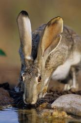 Black-Tailed Jack Rabbit Drinking | Obraz na stenu