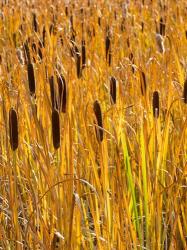 Cattails In A Field, Utah | Obraz na stenu