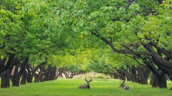 Deer Resting In A Sylvan Orchard | Obraz na stenu