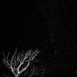 Dead Tree And Night Sky At The Capitol Reef National Park, Utah | Obraz na stenu