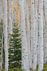 Conifer Tree In An Aspen Forest | Obraz na stenu