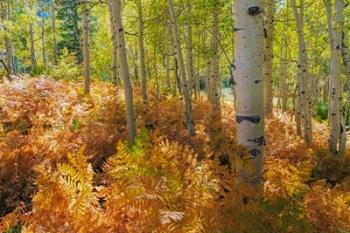 Bracken Ferns And Aspen Trees, Utah | Obraz na stenu