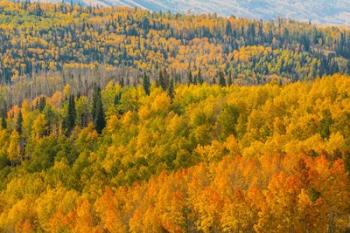 Manti-La Sal National Forest In Autumn, Utah | Obraz na stenu