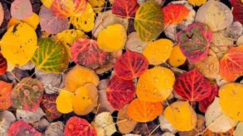 Autumn Aspen Leaves In A Pool | Obraz na stenu
