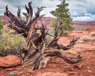 Gnarled Juniper Tree, Utah | Obraz na stenu