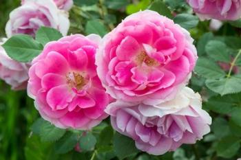 Close-Up Of Pink Roses, Utah | Obraz na stenu