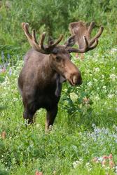 Bull Moose In Wildflowers, Utah | Obraz na stenu