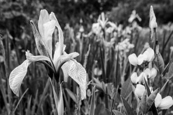 Wild Iris Field In The Manti-La Sal National Forest, Utah (BW) | Obraz na stenu