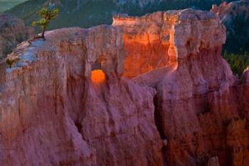 First Light On The Hoodoos At Sunrise Point, Bryce Canyon National Park | Obraz na stenu