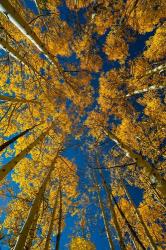 Autumn Aspenat  Big Cottonwood Canyon, Utah | Obraz na stenu