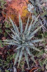 Yucca Plant, Utah | Obraz na stenu