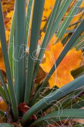 Detail Of Yucca And Yellow Maple Leaves | Obraz na stenu