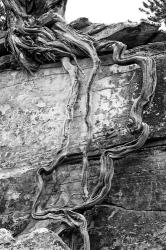 Desert Juniper Tree Growing Out Of A Canyon Wall (BW) | Obraz na stenu