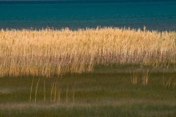 Grasses Blowing In The Breeze Along The Shore Of Bear Lake, Utah | Obraz na stenu