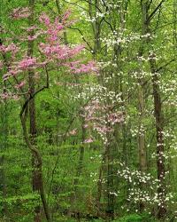 Eastern Redbud and Flowering Dogwood, Arlington County, Virginia | Obraz na stenu