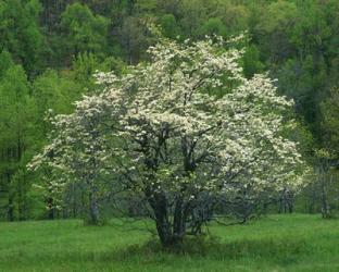 Flowering Dogwood, Blue Ridge Parkway, Virginia | Obraz na stenu
