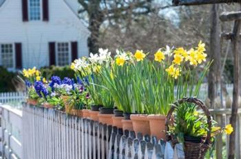 Garden At Colonial Williamsburg, Virginia | Obraz na stenu