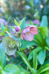 Virginia, Williamsburg, Hellebore | Obraz na stenu