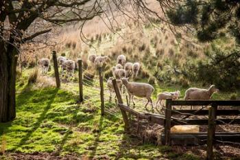 Sheep And Spring Lambs | Obraz na stenu