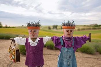Scarecrows at a lavendar farm in SE Washington | Obraz na stenu