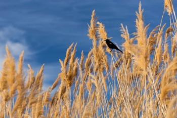 Red-Winged Blackbird On Ravenna Grass | Obraz na stenu