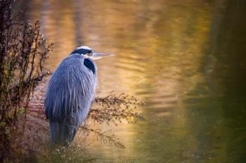 Washington, Seabeck Great Blue Heron bird | Obraz na stenu