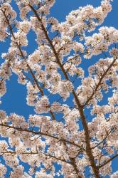 Cherry Tree Blossoms In Spring, Washington State | Obraz na stenu