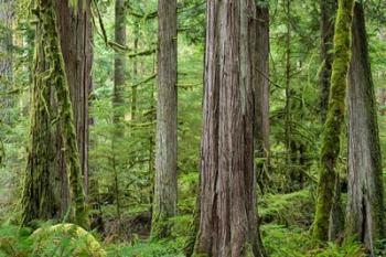 Old Growth Forest On Barnes Creek Trail, Washington State | Obraz na stenu
