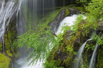 Spring Scene At Panther Creek Waterfall, Washington State | Obraz na stenu