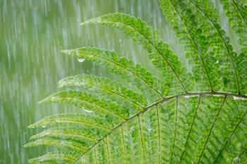 Fern In Rainfall | Obraz na stenu