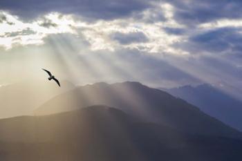 Seagull And God Rays Over The Olympic Mountains | Obraz na stenu
