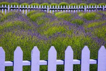 Field Of Lavender With A  Picket Fence, Washington State | Obraz na stenu