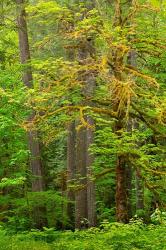 Washington State, Gifford Pinchot National Forest Big Leaf Maple Tree Scenic | Obraz na stenu