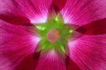 Pink Hollyhock Blossom Composite | Obraz na stenu