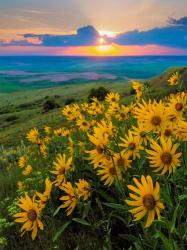 Landscape With Douglas' Sunflowers In The Palouse Hills | Obraz na stenu
