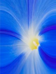 Close-Up Of A Morning Glory Flower | Obraz na stenu