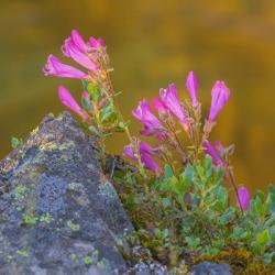 Pink Penstemon Flowers, Washington State | Obraz na stenu