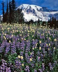 Field Of Lupine And Bistort In Paradise Park | Obraz na stenu